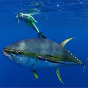 Yellowfin Tuna (Aka: Allison Tuna, Ahi, Pacific Yellowfin)