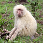 Baboon
