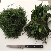 African Jointfir (Gnetum Africanum)