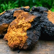Chaga Mushrooms