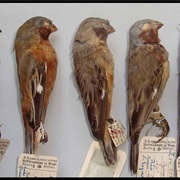 Hooded Seedeater (Possibly Extinct)