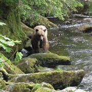Anan Creek Bear Observatory