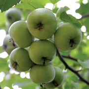 Sweet Crabapple (Malus Coronaria)