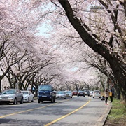 Jeju University Street