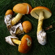 Caesar's Mushroom (Amanita Caesarea)