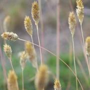 Maygrass (Phalaris Caroliniana)