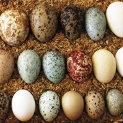 Match Eggs With the Animals They Belong To