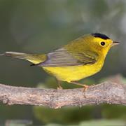 Wilson's Warbler