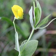 Yellow Pea / Yellow Vetchling (Lathyrus Aphaca)
