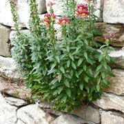 Common Snapdragon (Antirrhinum Majus)