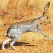 Antelope Jackrabbit