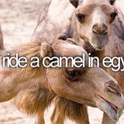Ride a Camel in Egypt