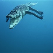 Saltwater Crocodile