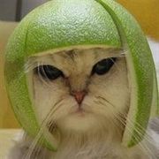 Limecat