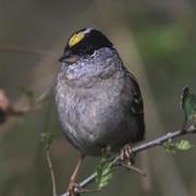 Golden-Crowned Sparrow