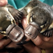 Duckbilled Platypus