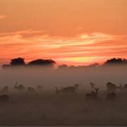 Kafue National Park, Zambia