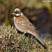 Pine Bunting