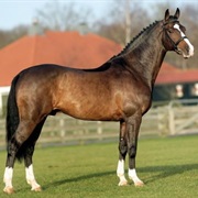 Dutch Warmblood