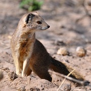 Selous' Mongoose