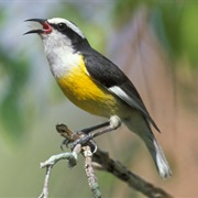 Bananaquit