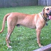 Blackmouth Cur