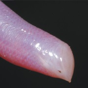Typical Madagascar Blind Snake
