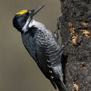 Black-Backed Woodpecker
