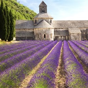 Sénanque Abbey, Provence