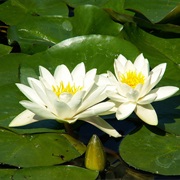 Water Lilies (Nymphaeaceae)