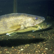 Walleye