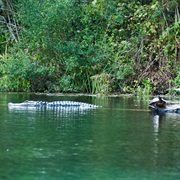 Silver Springs State Park, Florida