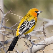 Streak-Backed Oriole