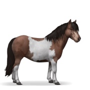 Shetland - Liver Chestnut Tobiano