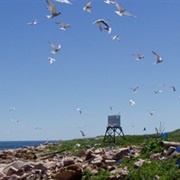 Petit Manan National Wildlife Refuge