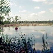Sloughs Wildlife Management Area, Kentucky