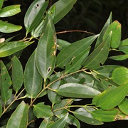 Kalingag (Cinnamomum Mercadoi)