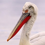 Srebarna Nature Reserve WHS, Bulgaria