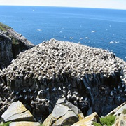 Cape St. Mary&#39;s Ecological Reserve, Newfoundland