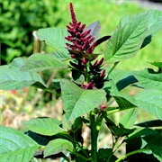 Prince-Of-Wales Feather (Amaranthus Hypochondriacus)
