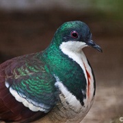 Negros Bleeding-Heart