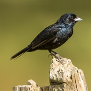 Blue-Black Grassquit