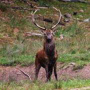 Vosges Du Nord Regional Park & Palatinate Forest, France / Germany