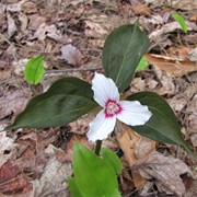 Painted Trillium (Trillium Undulatum)