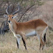 Upemba Lechwe