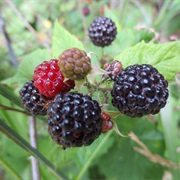 Wild Raspberry