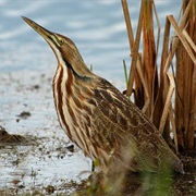 American Bittern