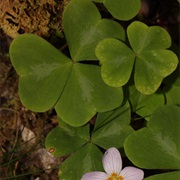 Redwood Sorrel (Oxalis Oregana)