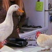 The Chick and the Duck