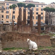 Largo Di Torre Argentina Cat Sanctuary, Rome, Italy